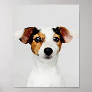 Jack Russell Retriever Puppy Poster