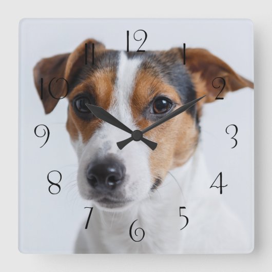 Jack Russell Terre Quadratische Wanduhr (Vorderseite)