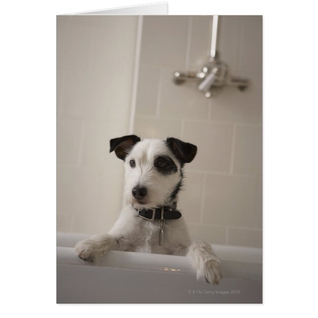Jack russell Terrier. (Vorne)