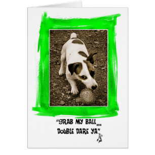 Jack-Russell-Terrier