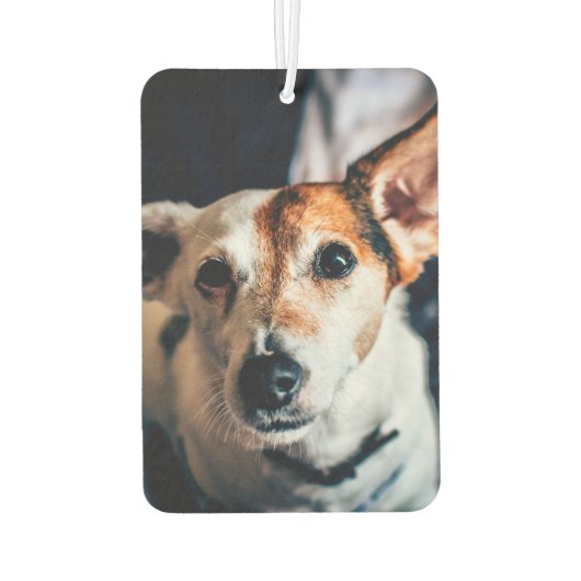 Jack Russell Terrier Air Freshener Autolufterfrischer (Rückseite)
