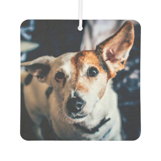Jack Russell Terrier Autolufterfrischer (Vorderseite)