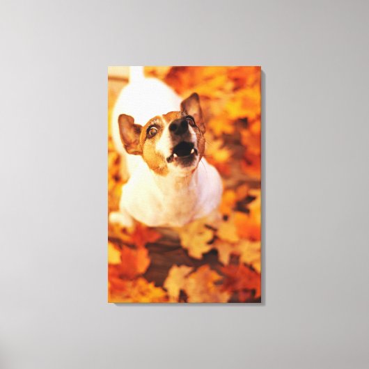 Jack Russell Terrier bellen und springen, Herbst Leinwanddruck (Vorderseite)