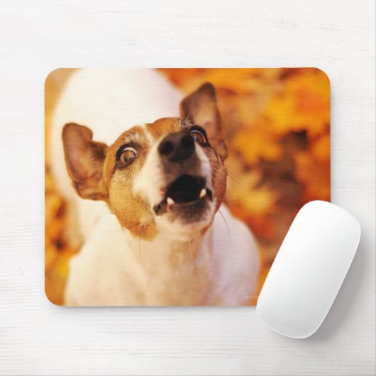 Jack Russell Terrier bellen und springen, Herbst Mousepad (Mit Mouse)