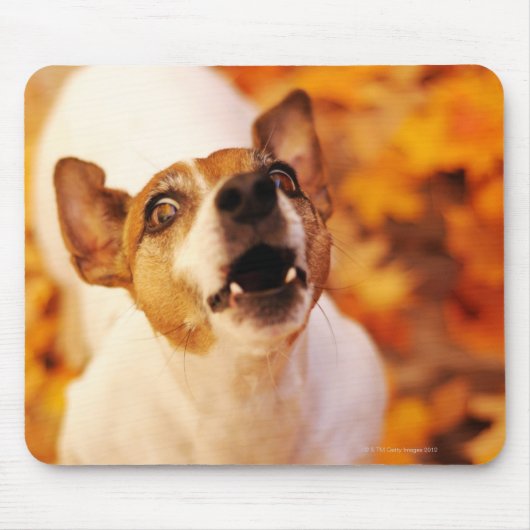 Jack Russell Terrier bellen und springen, Herbst Mousepad (Vorne)