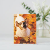 Jack Russell Terrier bellen und springen, Herbst Postkarte (Stehend Vorderseite)