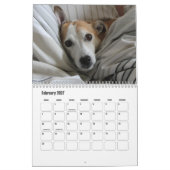 Jack Russell Terrier Calendar Kalender (Feb 2027)
