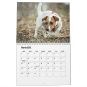 Jack Russell Terrier Calendar Kalender (Mär 2026)