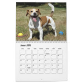 Jack Russell Terrier Calendar Kalender (Jan 2026)