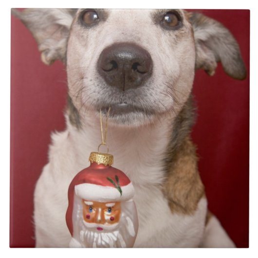 Jack-Russell-Terrier, der Weihnachtsverzierung Fliese (Vorderseite)