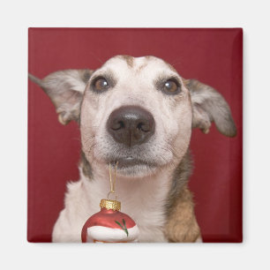 Jack-Russell-Terrier, der Weihnachtsverzierung Magnet