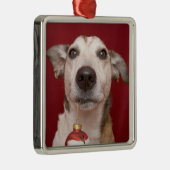 Jack-Russell-Terrier, der Weihnachtsverzierung Ornament Aus Metall (Rechts)