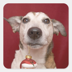 Jack-Russell-Terrier, der Weihnachtsverzierung Quadratischer Aufkleber