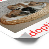 Jack Russell Terrier Dog Adoptionen Heute unterzei Poster (Ecke)