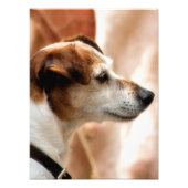 JACK RUSSELL TERRIER DOG FOTODRUCK (Vorne)