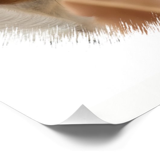 JACK RUSSELL TERRIER DOG FOTODRUCK (Ecke)