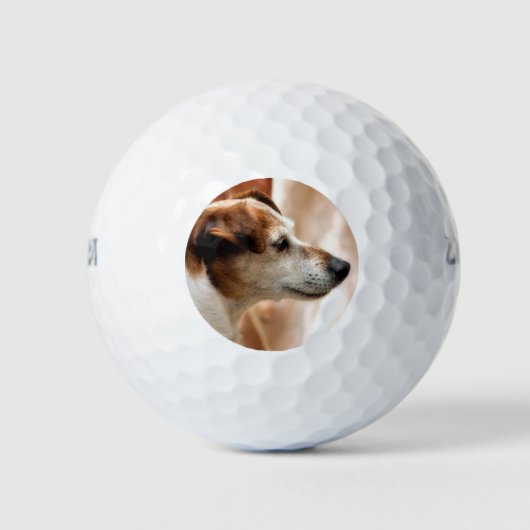 JACK RUSSELL TERRIER DOG GOLFBALL (Vorderseite)