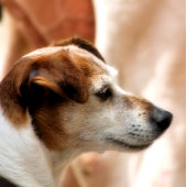 JACK RUSSELL TERRIER DOG KARTE