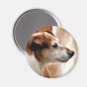 JACK RUSSELL TERRIER DOG MAGNET (Vorderseite/Rückseite)