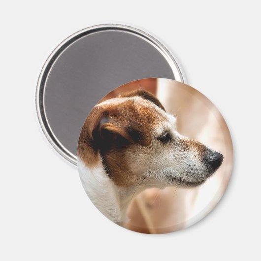 JACK RUSSELL TERRIER DOG MAGNET (Vorderseite/Rückseite)
