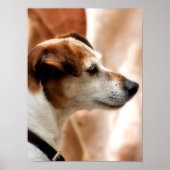 JACK RUSSELL TERRIER DOG POSTER (Vorne)