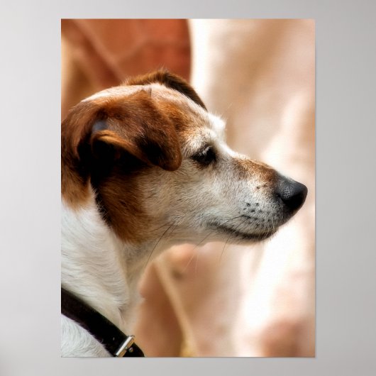 JACK RUSSELL TERRIER DOG POSTER (Vorne)