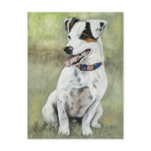 Jack Russell Terrier Dog Postkarte