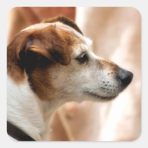 JACK RUSSELL TERRIER DOG QUADRATISCHER AUFKLEBER