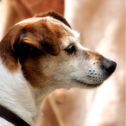 JACK RUSSELL TERRIER DOG UNTERSETZER