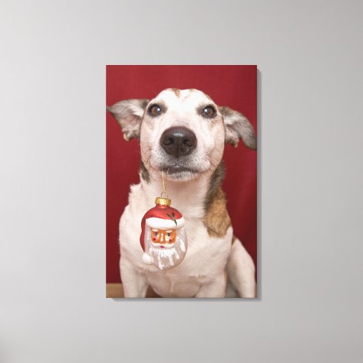 Jack Russell Terrier Holding Weihnachtsschmuck Leinwanddruck (Vorderseite)