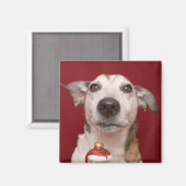 Jack Russell Terrier Holding Weihnachtsschmuck Magnet (Vorderseite/Rückseite)