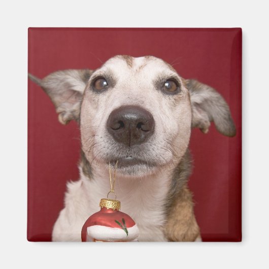 Jack Russell Terrier Holding Weihnachtsschmuck Magnet (Vorne)