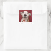 Jack Russell Terrier Holding Weihnachtsschmuck Quadratischer Aufkleber (Tasche)