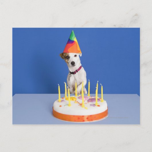 Jack Russell Terrier Hund mit Party-Hut Postkarte (Vorderseite)