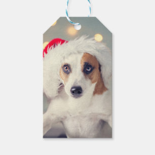 Jack Russell Terrier in einer Weihnachtsmannmütze  Geschenkanhänger