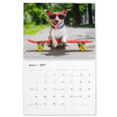 Jack Russell Terrier Kalender (Mär 2027)
