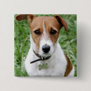 Jack-Russell-Terrier-Knopf Button