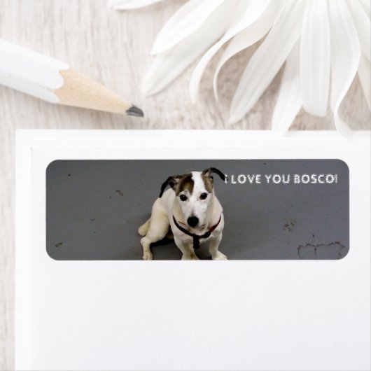 Jack Russell Terrier Label (Insitu)