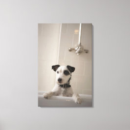 Jack russell Terrier. Leinwanddruck