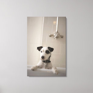 Jack russell Terrier. Leinwanddruck