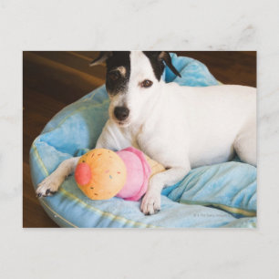 Jack Russell Terrier liegend Postkarte