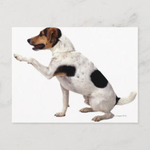 Jack Russell Terrier Lifting Paw Postkarte