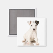 Jack Russell Terrier Magnet (Vorderseite/Rückseite)
