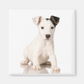 Jack Russell Terrier Magnet