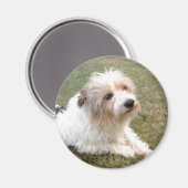 Jack Russell Terrier Magnet (Vorderseite/Rückseite)