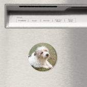 Jack Russell Terrier Magnet (In Situ (Geschirrspüler))