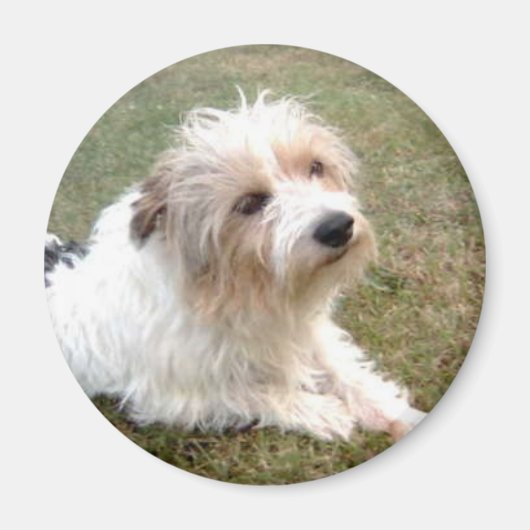 Jack Russell Terrier Magnet (Vorne)