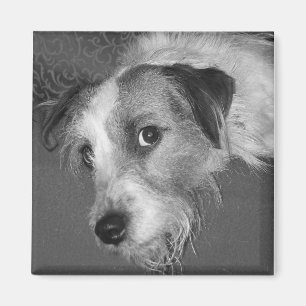 Jack-Russell-Terrier Magnet