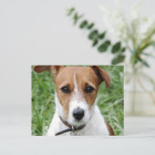 Jack Russell Terrier Postcard Postkarte (Stehend Vorderseite)
