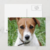 Jack Russell Terrier Postcard Postkarte (Vorne/Hinten)